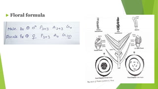  Floral formula
 