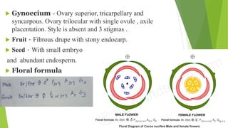  Gynoecium - Ovary superior, tricarpellary and
syncarpous. Ovary trilocular with single ovule , axile
placentation. Style is absent and 3 stigmas .
 Fruit - Fibrous drupe with stony endocarp.
 Seed - With small embryo
and abundant endosperm.
 Floral formula
 
