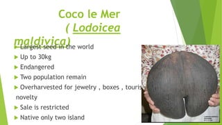 Coco le Mer
( Lodoicea
maldivica)
 Largest seed in the world
 Up to 30kg
 Endangered
 Two population remain
 Overharvested for jewelry , boxes , tourist
novelty
 Sale is restricted
 Native only two island
 