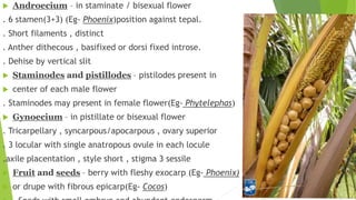  Androecium – in staminate / bisexual flower
. 6 stamen(3+3) (Eg- Phoenix)position against tepal.
. Short filaments , distinct
. Anther dithecous , basifixed or dorsi fixed introse.
. Dehise by vertical slit
 Staminodes and pistillodes – pistilodes present in
 center of each male flower
. Staminodes may present in female flower(Eg- Phytelephas)
 Gynoecium – in pistillate or bisexual flower
. Tricarpellary , syncarpous/apocarpous , ovary superior
. 3 locular with single anatropous ovule in each locule
.axile placentation , style short , stigma 3 sessile
 Fruit and seeds – berry with fleshy exocarp (Eg- Phoenix)
 or drupe with fibrous epicarp(Eg- Cocos)
 