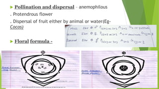  Pollination and dispersal – anemophilous
. Protendrous flower
. Dispersal of fruit either by animal or water(Eg-
Cocos)
 Floral formula -
 