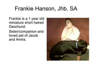 Frankie Hanson, Jhb. SA Frankie is a 1 year old miniature short haired Daschund. Sister/companion and loved pet of Jacob and Amira. 
