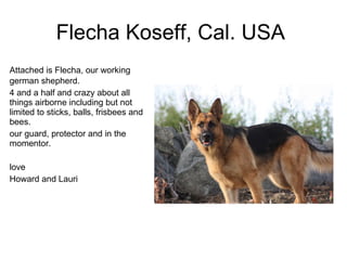Flecha Koseff, Cal. USA  Attached is Flecha, our working german shepherd. 4 and a half and crazy about all things airborne including but not limited to sticks, balls, frisbees and bees. our guard, protector and in the momentor. love  Howard and Lauri 