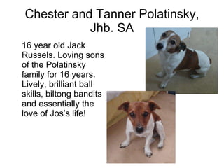 Chester and Tanner Polatinsky, Jhb. SA 16 year old Jack Russels. Loving sons of the Polatinsky family for 16 years. Lively, brilliant ball skills, biltong bandits and essentially the love of Jos’s life! 