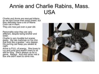 Annie and Charlie Rabins, Mass. USA Charlie and Annie are rescued kittens, so we don't know their exact breed, but they definitely have a lot of Maine Coon cat in them. They are now just over a year old. Personality-wise they are very different, despite being brother and sister. Charlie is very lovable but scares easily.  He has markings on his chin that look like a goatee - very dapper.  His purring can keep you awake at night. Annie is FULL of energy.  She loves to run and jump and doesn't want to sit still for long.  She's always up for a game.  Always.  And she never met a box she didn't want to climb into. 
