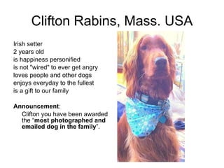 Clifton Rabins, Mass. USA Irish setter  2 years old is happiness personified is not "wired" to ever get angry loves people and other dogs enjoys everyday to the fullest is a gift to our family Announcement : Clifton you have been awarded the “ most photographed and emailed dog in the family ”.  