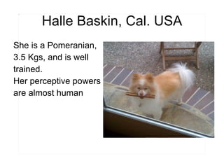Halle Baskin, Cal. USA She is a Pomeranian, 3.5 Kgs, and is well trained.  Her perceptive powers are almost human  