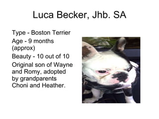 Luca Becker, Jhb. SA Type - Boston Terrier Age - 9 months (approx) Beauty - 10 out of 10 Original son of Wayne and Romy, adopted by grandparents Choni and Heather. 