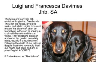 Luigi and Francesca Davimes  Jhb. SA The twins are four year old, miniature longhaired Daschunds. They run the house, love long walks, and while Luigi is “constant motion” his sister can often be found lying in the sun or sharing a chair with her mom while she works. They shepherd clients in and out of the garden on a daily basis, usually in a loud manner. Following the death of our beloved Bagela these two have truly filled our hearts and souls and are in plain  English ADORED!  P.S also known as “The Italians”  