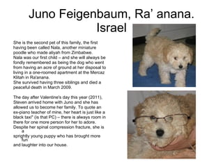 Juno Feigenbaum, Ra’ anana. Israel She is the second pet of this family, the first having been called Nala, another miniature poodle who made aliyah from Zimbabwe. Nala was our first child – and she will always be fondly remembered as being the dog who went from having an acre of ground at her disposal to living in a one-roomed apartment at the Mercaz Klitah in Ra'anana. She survived having three siblings and died a peaceful death in March 2009.   The day after Valentine's day this year (2011), Steven arrived home with Juno and she has allowed us to become her family. To quote an ex-piano teacher of mine, her heart is just like a  black taxi" (is that PC) – there is always room in there for one more person for her to adore. Despite her spinal compression fracture, she is a sprightly young puppy who has brought more fun and laughter into our house. 