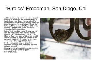 “ Birdies” Freedman, San Diego. Cal A little background story: our house street number is 4268 and the numbers hang in front of our front door.  Here are the first hours of our new-borns (humming birds) on our front porch in the nest perched on the bottom of the number '8' of our 4268 street number.  These were taken yesterday, when the babies were just hatching- if you look really closely you can see the beaks and then the last picture really shows them clearly- 2 birds.  The Mom or Dad - not sure which one it is- still sits on the nest at night and comes to the nest with food during the day- there may even be another egg still to hatch. By the way, yesterday as one chick emerged from the nest it popped it's bum out and pooped! Hope you enjoy these pictures as much as we love our new family of pets! Bev and Chuck. 