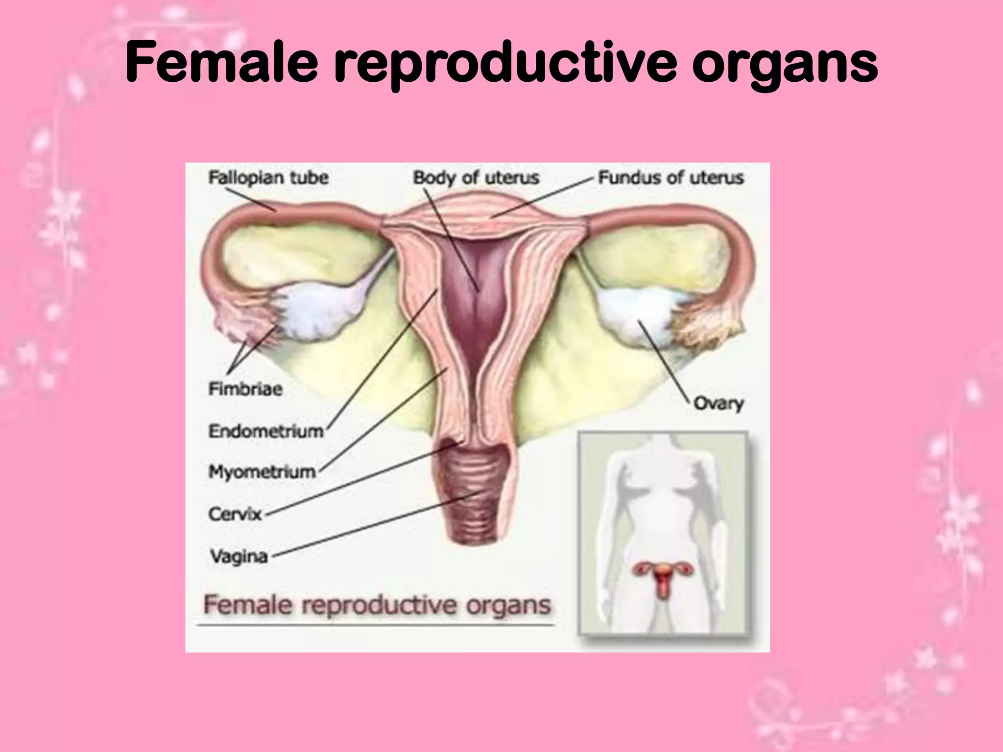 Female reproductive organs
