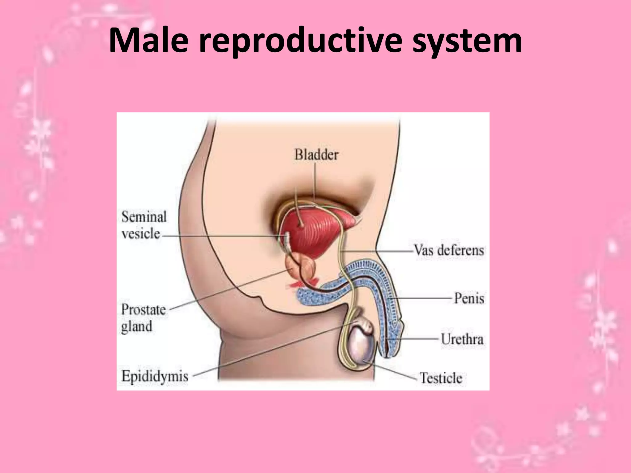 Male reproductive system