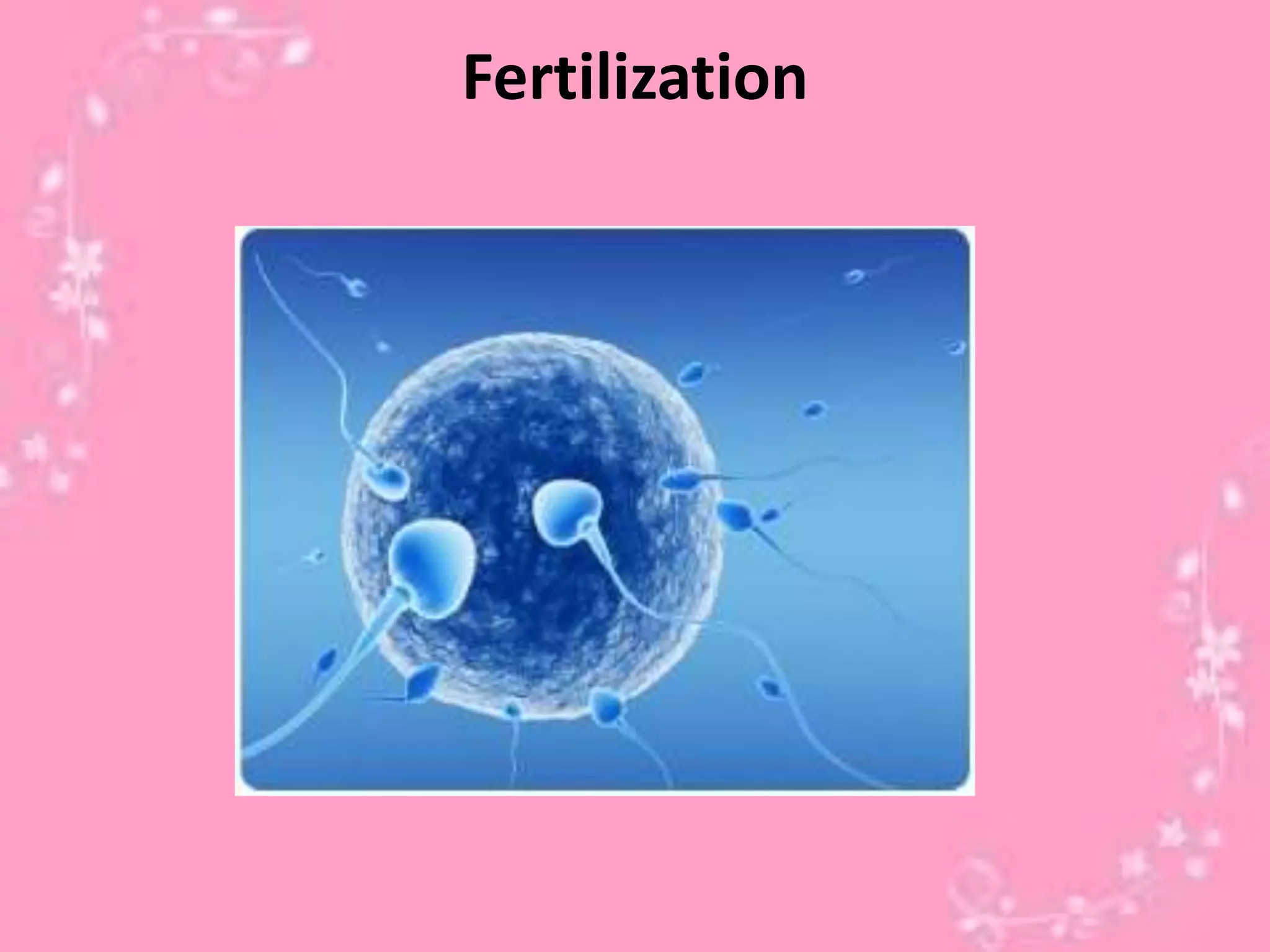 Fertilization