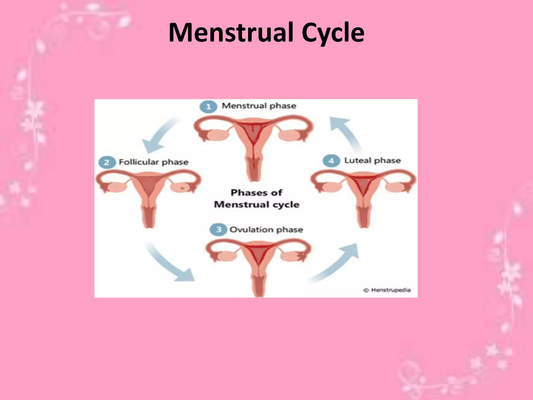 Menstrual Cycle