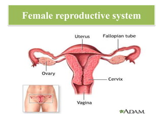 Female reproductive system
 