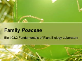 Family Poaceae
Bio 103.2 Fundamentals of Plant Biology Laboratory
 