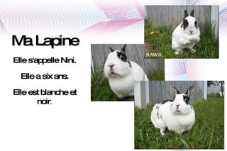 Ma Lapine Elle s'appelle Nini. Elle a six ans. Elle est blanche et noir . 