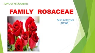 TOPIC OF ASSIGNMENT:
FAMILY ROSACEAE
Sehrish Qayyum
017948
 