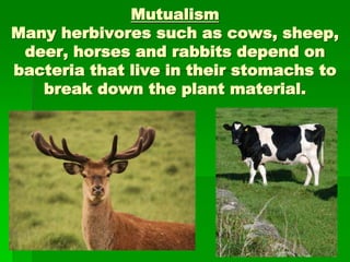 Mutualism
Many herbivores such as cows, sheep,
deer, horses and rabbits depend on
bacteria that live in their stomachs to
break down the plant material.
 