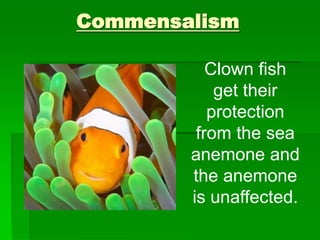 Commensalism
Clown fish
get their
protection
from the sea
anemone and
the anemone
is unaffected.
 