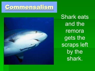 Commensalism
Shark eats
and the
remora
gets the
scraps left
by the
shark.
 