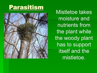 Parasitism
Mistletoe takes
moisture and
nutrients from
the plant while
the woody plant
has to support
itself and the
mistletoe.
 
