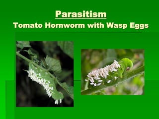 Parasitism
Tomato Hornworm with Wasp Eggs
 