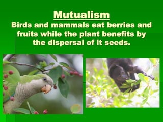 Mutualism
Birds and mammals eat berries and
fruits while the plant benefits by
the dispersal of it seeds.
 