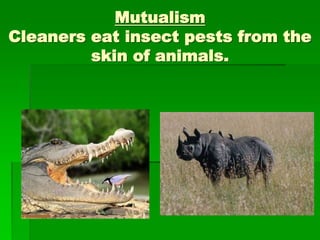 Mutualism
Cleaners eat insect pests from the
skin of animals.
 