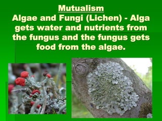 Mutualism
Algae and Fungi (Lichen) - Alga
gets water and nutrients from
the fungus and the fungus gets
food from the algae.
 