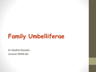 Family Umbelliferae
Dr. Madiha Mustafa
Lecturer DEMS QU
 