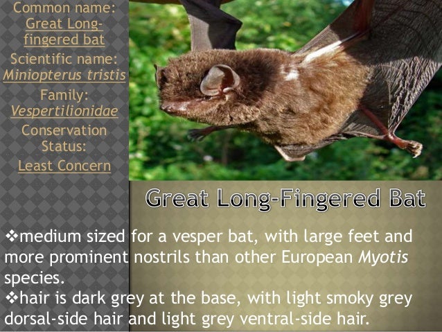Bats Of The Phillipines Family Vespertilionidae