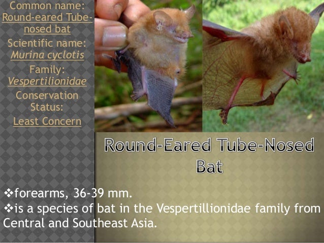 Bats Of The Phillipines Family Vespertilionidae