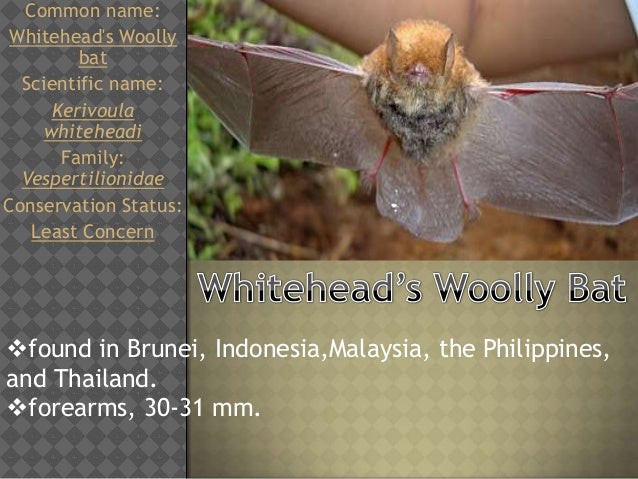 Bats Of The Phillipines Family Vespertilionidae