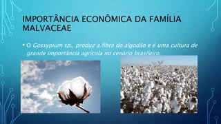 IMPORTÂNCIA ECONÔMICA DA FAMÍLIA
MALVACEAE
• O Gossypium sp., produz a fibra do algodão e é uma cultura de
grande importância agrícola no cenário brasileiro.
 