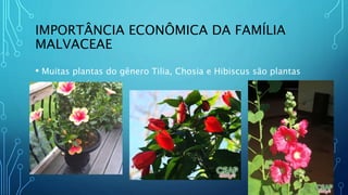 IMPORTÂNCIA ECONÔMICA DA FAMÍLIA
MALVACEAE
• Muitas plantas do gênero Tilia, Chosia e Hibiscus são plantas
ornamentais
 
