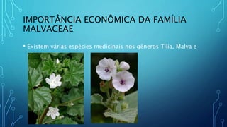 IMPORTÂNCIA ECONÔMICA DA FAMÍLIA
MALVACEAE
• Existem várias espécies medicinais nos gêneros Tilia, Malva e
Althaea
 