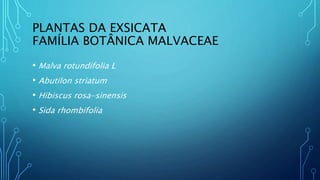 PLANTAS DA EXSICATA
FAMÍLIA BOTÂNICA MALVACEAE
• Malva rotundifolia L
• Abutilon striatum
• Hibiscus rosa-sinensis
• Sida rhombifolia
 