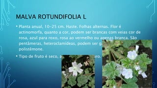 MALVA ROTUNDIFOLIA L
• Planta anual, 10-25 cm. Haste. Folhas alternas. Flor é
actinomorfa, quanto a cor, podem ser brancas com veias cor de
rosa, azul para roxo, rosa ao vermelho ou apenas branca. São
pentâmeras, heteroclamídeas, podem ser gamopétalas, e
polistêmone.
• Tipo de fruto é seco, abre quando maduro.
 