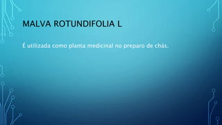 MALVA ROTUNDIFOLIA L
É utilizada como planta medicinal no preparo de chás.
 