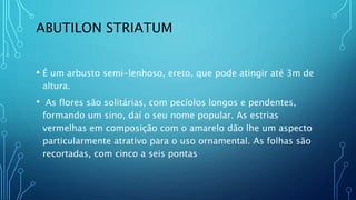 ABUTILON STRIATUM
• É um arbusto semi-lenhoso, ereto, que pode atingir até 3m de
altura.
• As flores são solitárias, com pecíolos longos e pendentes,
formando um sino, daí o seu nome popular. As estrias
vermelhas em composição com o amarelo dão lhe um aspecto
particularmente atrativo para o uso ornamental. As folhas são
recortadas, com cinco a seis pontas
 
