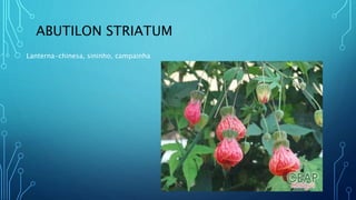 ABUTILON STRIATUM
Lanterna-chinesa, sininho, campainha
 