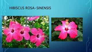 HIBISCUS ROSA-SINENSIS
 