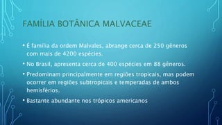 FAMÍLIA BOTÂNICA MALVACEAE
• É família da ordem Malvales, abrange cerca de 250 gêneros
com mais de 4200 espécies.
• No Brasil, apresenta cerca de 400 espécies em 88 gêneros.
• Predominam principalmente em regiões tropicais, mas podem
ocorrer em regiões subtropicais e temperadas de ambos
hemisférios.
• Bastante abundante nos trópicos americanos
 