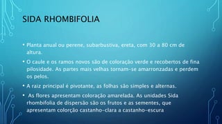 SIDA RHOMBIFOLIA
• Planta anual ou perene, subarbustiva, ereta, com 30 a 80 cm de
altura.
• O caule e os ramos novos são de coloração verde e recobertos de fina
pilosidade. As partes mais velhas tornam-se amarronzadas e perdem
os pelos.
• A raiz principal é pivotante, as folhas são simples e alternas.
• As flores apresentam coloração amarelada. As unidades Sida
rhombifolia de dispersão são os frutos e as sementes, que
apresentam colorção castanho-clara a castanho-escura
 