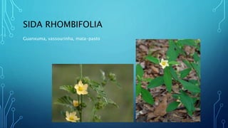 SIDA RHOMBIFOLIA
Guanxuma, vassourinha, mata-pasto
 