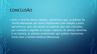 CONCLUSÃO
• Após o término deste trabalho, concluímos que, as plantas da
família Malvaceae são muito importantes com relação a parte
agronômica, pois são muitas as espécies que são cultivadas,
por exemplo o algodão e o cacau; espécies de plantas daninhas
e na maioria, as plantas ornamentais que podem representar
muito bem o família botânica Malvaceae.
 