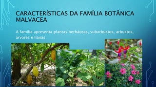 CARACTERÍSTICAS DA FAMÍLIA BOTÂNICA
MALVACEA
A família apresenta plantas herbáceas, subarbustos, arbustos,
árvores e lianas
 