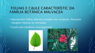 FOLHAS E CAULE CARACTERÍSTIC DA
FAMÍLIA BOTÂNICA MALVACEA
• Apresentam folhas alternas simples com estípulas. Possuem
margens inteiras ou serreadas
• Caule com condutos mucilaginosos
 